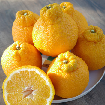 [산지직송] 제주 한라봉 2kg/ 3kg/ 5kg/ 10kg