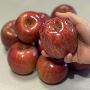 [정품] 청송 사과 2kg (9-11과) 중소과 부사 봉지 사과 마트납품용