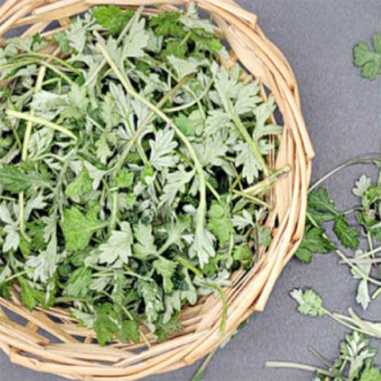 [남도애] 국산 생쑥 1kg/2kg