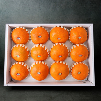 [설날선물세트] 레드향 선물세트 3kg내외 (10-12입)