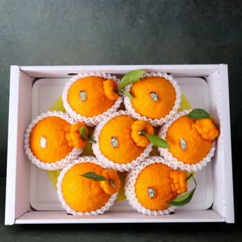 [설날선물세트] 한라봉 선물세트 3kg내외 (7-9입)