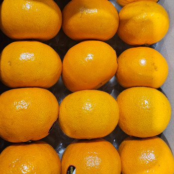 제주도에서 온 프리미엄 천헤향 정품 3kg