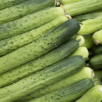 [누리는특가] 경매직송 국내산 상주 흑침오이 (상/특)