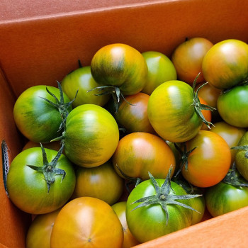 부산 고품질 대저토마토 2.5kg(사이즈 선택)