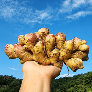 국내산 생강 특품 1kg/2kg/3kg/4kg/5kg/10kg