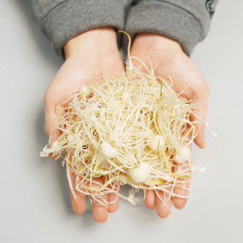 [누리는특가] 경매직송 국내산 은달래 200g/300g/500g