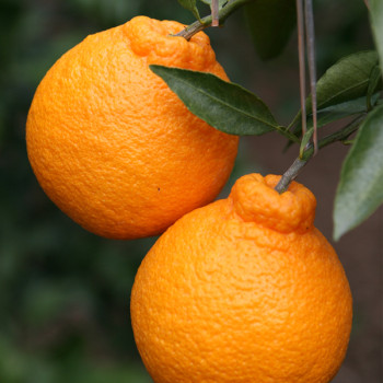 고당도 제주산 한라봉 1.5kg/2.5kg/ 4.5kg/9kg