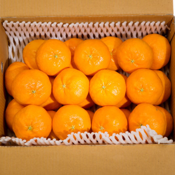 제주산 천혜향 1.5kg/2.5kg/4.5kg/9kg 가정용