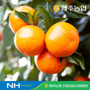 [제주농협] 제주 천혜향 벌크 2kg 4kg 골라담기