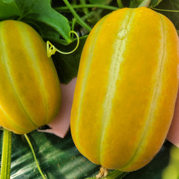 가정용 달콤한 성주참외 2kg 3kg