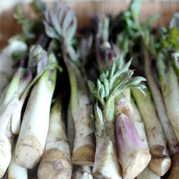 [남도애] 국산 땅두릅 500g/1kg/2kg