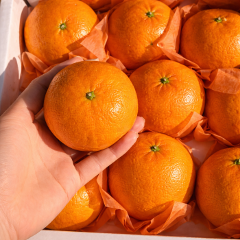 [계양산][무료배송] 고당도 로얄 제주 천혜향 3kg/6kg