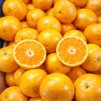 [계양산][무료배송] 당도보장 고당도 서귀포 명품 조생귤 (2S~S) 5kg/10kg