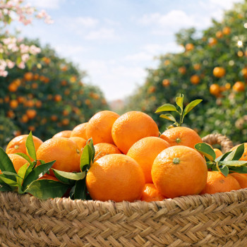 온부자유통 비가림으로 더 달아진 제주감귤ㅣ탄탄한 균형맛 비가림감귤 1.5kg 중대과