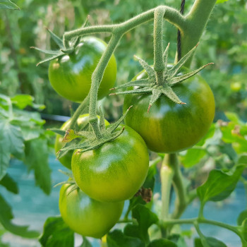 [통큰세일]단짠단짠 부산 대저 짭짤이 토마토 1kg/2.5kg