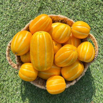 고당도 경북 성주 참외 2kg/3kg/5/kg/10kg