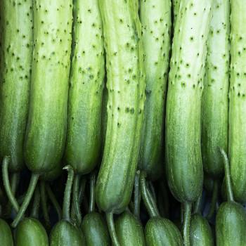 [가락시장] 상주 백다다기 흑침오이 10-50개 (상품/특품)