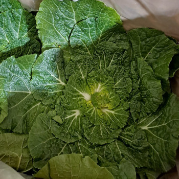 [누리는특가] 해풍맞고 자란 봄동 (1kg/2kg/3kg/5kg)