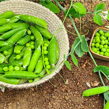 [남도애] 국산 햇 생완두콩(특품/꽁깍지포함) / 중량선택