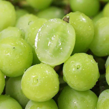 [남도애] 상큼 달콤한 애플 청포도 1kg/2kg