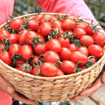 [딱! 7일 특가] [GAP인증] 대추 방울토마토 [2kg-5kg]