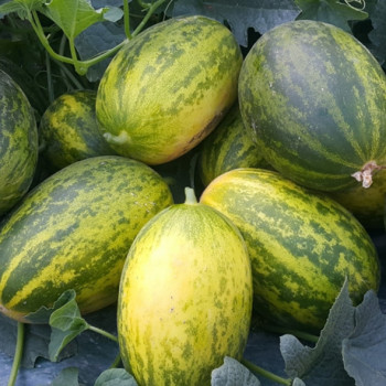 국내산 파파야 메론 가정용 2kg/3kg/5kg 개구리 참외 참외야 메론이야