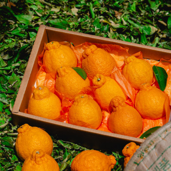 제주 남원 하우스 한라봉 (가정용) 2kg,3kg,5kg,10kg