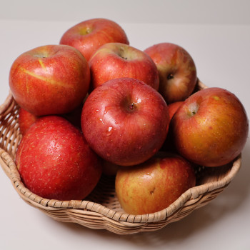 경북 안동 부사 (가정용)소과,중소과,중과,중대과,대과