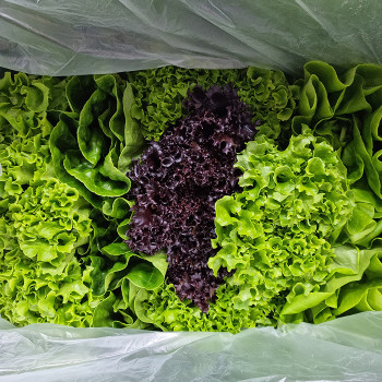 [당일수확] 유럽종 쌈채소 샐러드용 1kg/2kg 친환경 무농약 4-5종