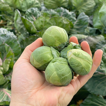 제주 방울양배추 500g/1kg/2kg 작지만 영양가득 샐러드