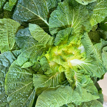 국내산 봄동 1kg(3-6) /2kg(7-12입) /3kg(10-16입)