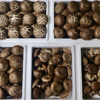 [ 산지직송 ] 표고버섯 1kg 500g 2.5kg 무농약 참나무표고버섯농장 산지직송 선물세트