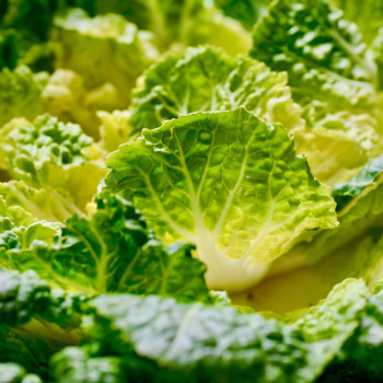 [오커늘푸] 봄바람 봄동 봄배추 1kg 2kg