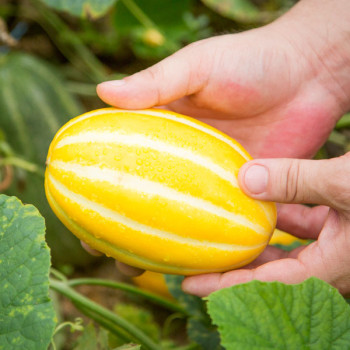 [딱! 7일 특가] [성주참외] 산지직송_가정용 참외 램덤과 [1kg-2kg]