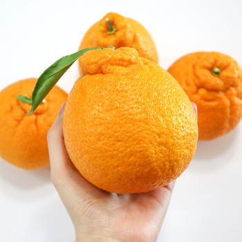 [딱! 7일 특가] [제주 산지직송] 고당도 하우스 한라봉 가정용 로얄과 2kg 3kg 5kg