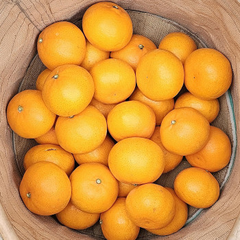 제주 산지직송 고당도 하우스 천혜향 가정용 대과 2kg / 3kg / 5kg