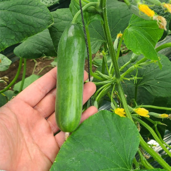 [오커최고] 한입 미니오이 500g 1kg 2kg 아삭한 오이