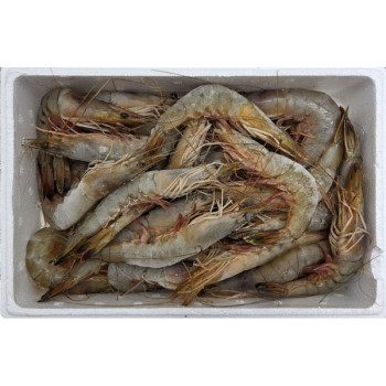 [딱! 7일 특가] [자연산 대하] 서해안 자연산 대하 1kg [28미-30미]