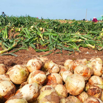 아삭한 식감과 단맛이 강한 국내산 양파 3kg/4kg