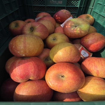 [딱! 7일 특가] 아삭 달콤한 가정용 부사사과 2kg/3kg/4kg/5kg