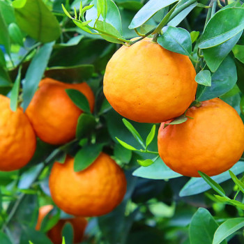 [농장직송] 제주 고당도 카라향 로얄중과 [1.5kg~4.5kg]