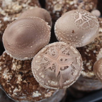 [ 산지직송 ] 표고버섯 4kg 10kg 대용량 무농약 참나무표고버섯농장 산지직송