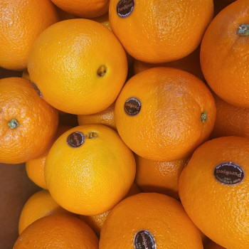 [계양산][무료배송][중앙] 퓨어스펙 블랙라벨 고당도 오렌지 4kg