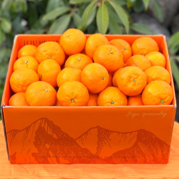 제주 고당도 프리미엄 카라향 가정용2kg/5kg/ 10kg 당도 보장합니다