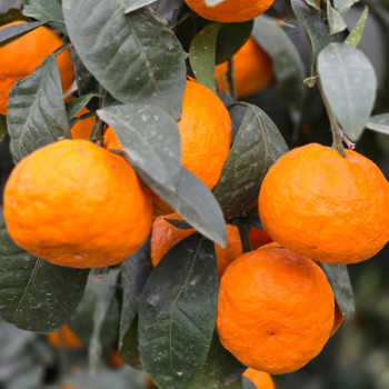 제주 수라향 설국향 신비향 2kg 3kg 5kg고당도