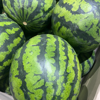 고당도 하우스 수박 정품 4kg/5kg/6kg/7kg