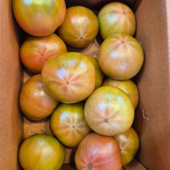 [계양산][무료배송][공원] 부산 대저 토마토(짭짤이) 특품 2.5kg