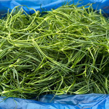 [새벽경매] 국내산 세발나물 300g/500g/1kg/2kg/4kg