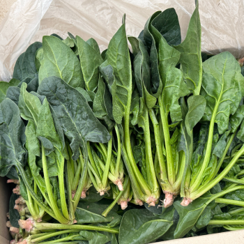 [새벽경매] 국내산 시금치 300g/500g/1kg/2kg/4kg