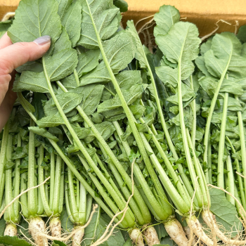 [새벽경매] 국내산 열무 300g/500g/1kg/2kg/4kg